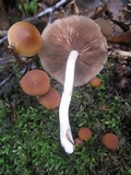 Psathyrella piluliformis image