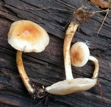 Pholiota iterata image
