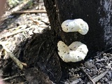 Hemimycena candida image