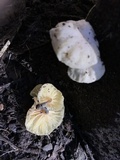 Marasmiellus candidus image