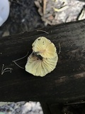 Marasmiellus candidus image
