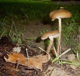 Xerula furfuracea image
