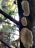 Trametes hirsuta image