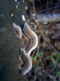 Trametes hirsuta image