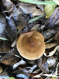 Hygrophorus roseobrunneus image