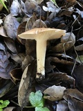 Hygrophorus roseobrunneus image
