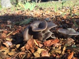 Clitocybe metachroa image