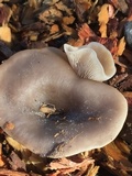 Clitocybe metachroa image