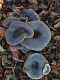 Clitocybe metachroa image