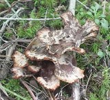 Abortiporus biennis image