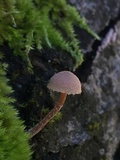 Flammulaster carpophilus var. rhombosporus image