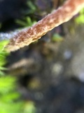 Flammulaster carpophilus var. rhombosporus image