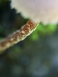 Flammulaster carpophilus var. rhombosporus image