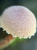 Flammulaster carpophilus var. rhombosporus image