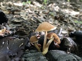 Psathyrella piluliformis image