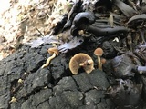 Psathyrella piluliformis image