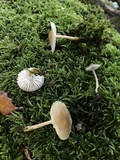 Mycena galericulata image