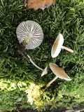 Mycena galericulata image