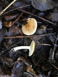 Hygrophorus roseobrunneus image