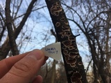 Peniophora albobadia image
