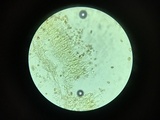 Coniophora puteana image