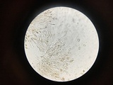 Coniophora puteana image