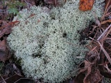Cladonia subtenuis image