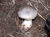 Tricholoma pardalotum image