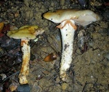 Cortinarius glutinosoarmillatus image