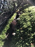 Mycena galericulata image
