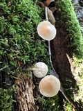 Mycena galericulata image