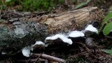 Gloeoporus dichrous image
