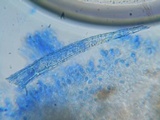 Bulbillomyces farinosus image