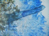 Bulbillomyces farinosus image