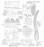 Bulbillomyces farinosus image