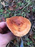 Lactarius vinaceorufescens image