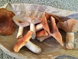 Lactarius vinaceorufescens image