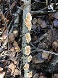 Stereum ochraceoflavum image