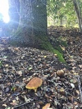 Boletus subtomentosus image