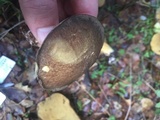 Suillus fuscotomentosus image