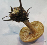 Gymnopus peronatus image