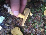 Suillus fuscotomentosus image