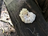 Hemimycena candida image
