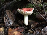 Russula maculata image