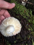 Russula maculata image