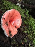 Russula maculata image