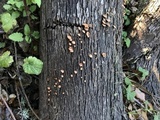 Melanotus horizontalis image