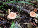 Lactarius camphoratus image