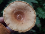 Lactarius camphoratus image