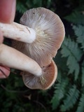 Lactarius chrysorrheus image